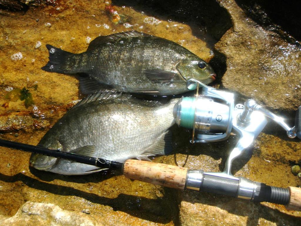 Some anglers prefer to use threadline reels when targeting luderick off the rocks © Gary Brown